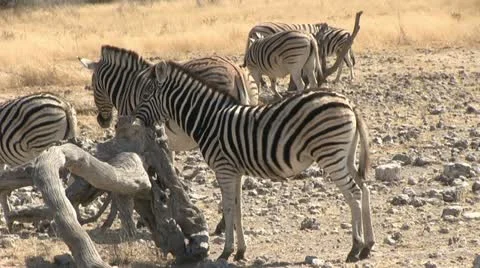 Zebras Stock Footage 12127233
