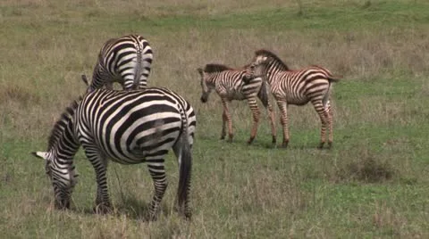 Zebras Stock Footage 24656367
