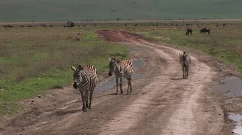 Zebras Stock Footage 24656371