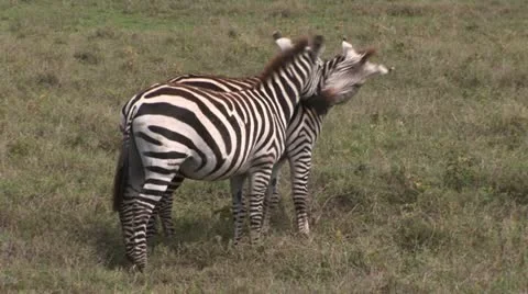 Zebras Stock Footage 24656377