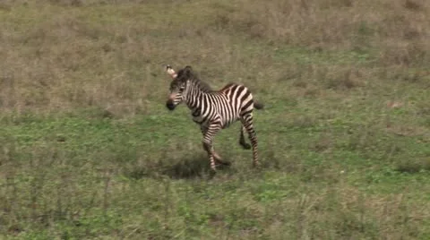 Zebras Stock Footage 24656395
