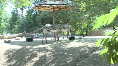 Zebras 库存影片 26110006