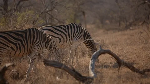 Zebras Stock Footage 29654870
