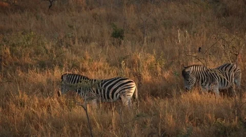 Zebras Stock Footage 29677794