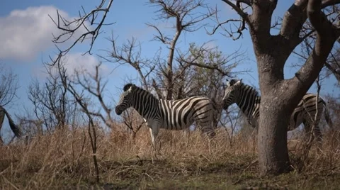 Zebras Stock Footage 29733663