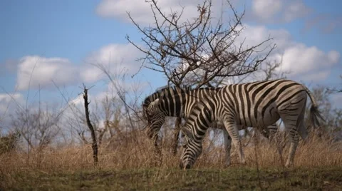 Zebras Stock Footage 29747850