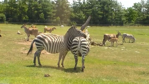 Zebras Stock-Footage 90714833
