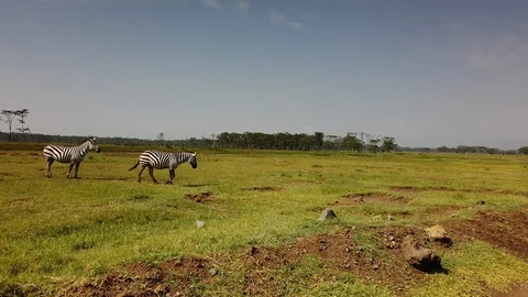 Zebras Video stock 116175886