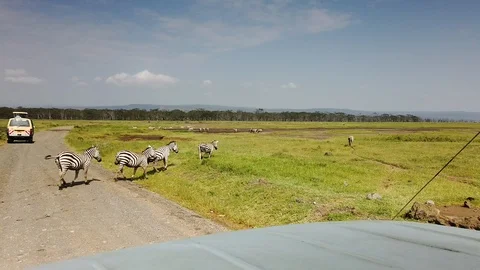Zebras Stock Footage 116175922
