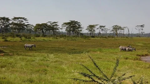Zebras Stock Footage 116177302