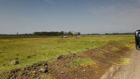 Zebras Stock Footage 116177735