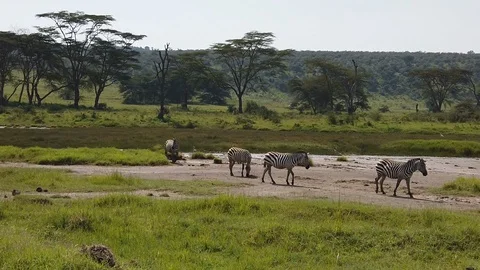 Zebras Stock Footage 116178237