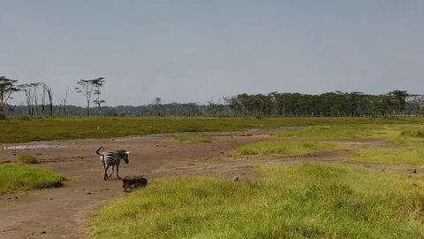 Zebras Stock Footage 116179250