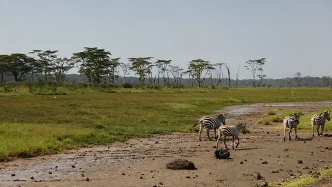 Zebras Stock Footage 116179553