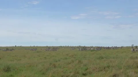 Zebras Video stock 151333781