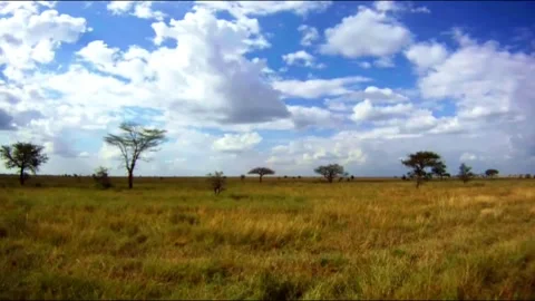 Zebras Stock Footage 208709316