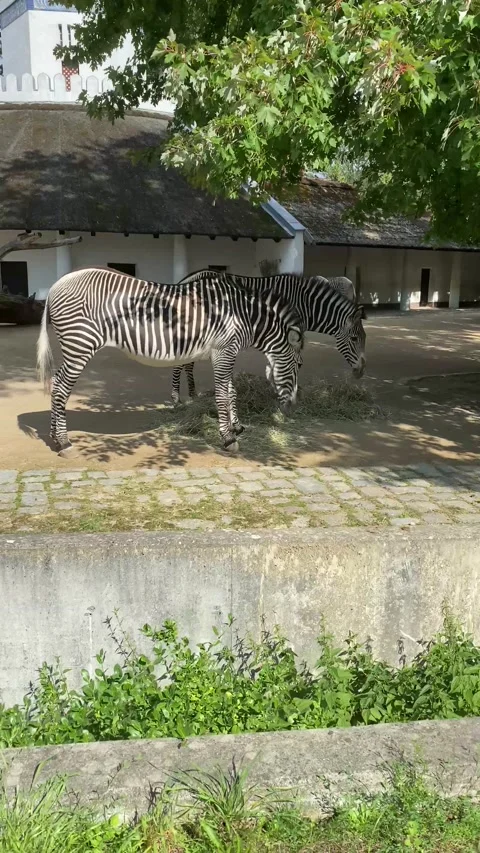 Zebras Stock Footage 224723129