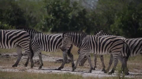 ZEBRAS Video stock 242627998