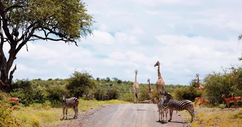 Zebras, Giraffe, impala, baboons feed together for safety. Savannah South Africa Stock Footage 235440665