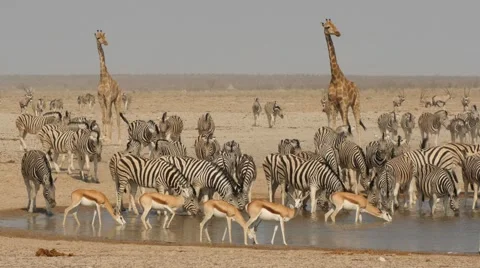 Zebras, giraffes and springbok nervously together at waterhole Stock Footage