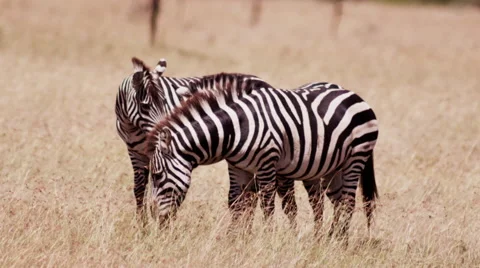 Zebras in Golden Grass Plain Stock Footage 41603068