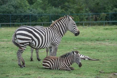 Zebras on grass field Stock Photos