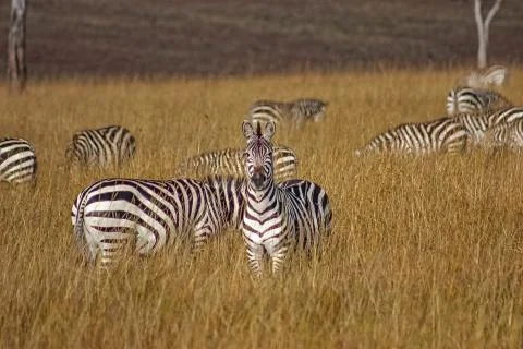 Zebras in the Grass Foto stock