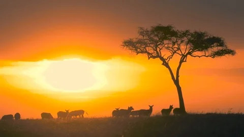 Zebras grassing under tree as the sun sets in Maasai Mara triangle Stock Footage 98352574