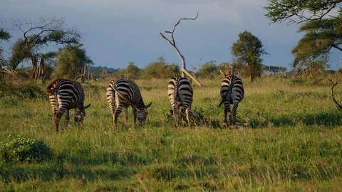 Zebras graze on grass Stock Footage 88560987