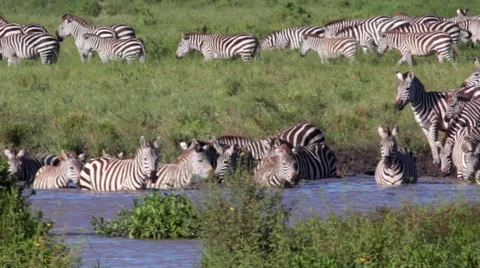 ZEBRAS GRAZING AFRICAN GRASSLANDS DRINKING WATERHOLE Stock Footage 41575482