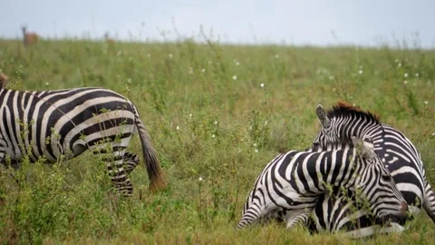 Zebras grazing and interacting in the wild during a Tanzania safari adventure Stock Footage 302826980