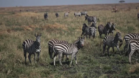 Zebras grazing during great migration in Kenya slow motion Stock Footage 339968483