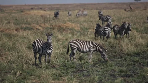 Zebras grazing during great migration in Kenya slow motion Stock Footage 339968687