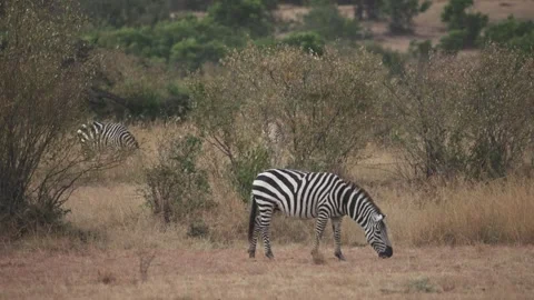 Zebras grazing during great migration in Kenya slow motion Stock Footage 339968866