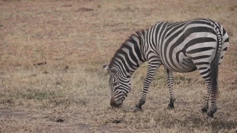 Zebras grazing during great migration in Kenya slow motion Stock Footage 339968868