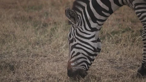 Zebras grazing during great migration in Kenya slow motion Stock Footage 339968889