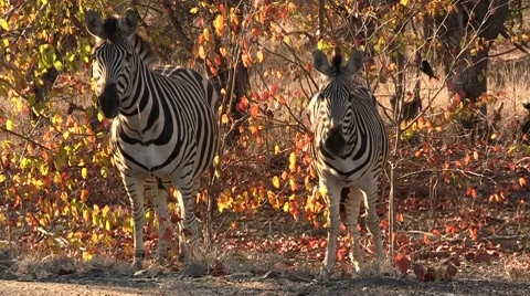 Zebras grazing Stock Footage 8573955