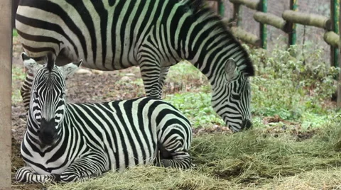 Zebras Grazing Stock Footage 46129274