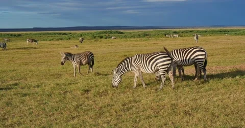 Zebras grazing Stock Footage 60612872