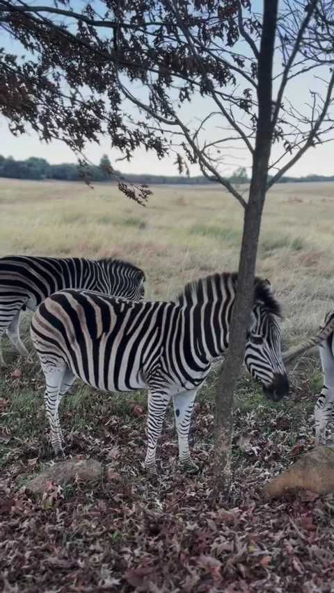 Zebras grazing in a grassy field under a tree Vidéo 334635665