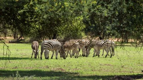 Zebras grazing Stock Photos