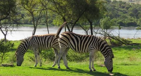 Zebra's grazing Stock Photos