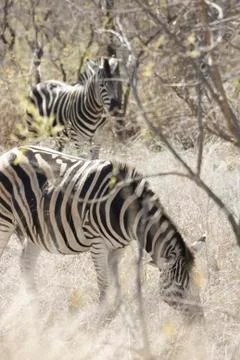 Zebras Grazing Stock Photos