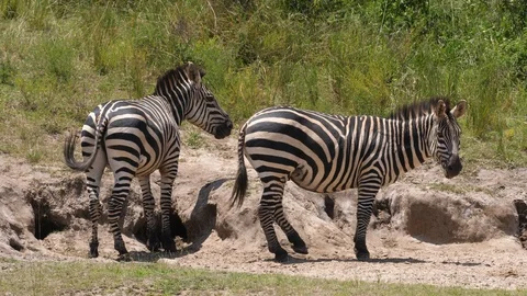 Zebras grazing, Rwanda Video stock 125157517