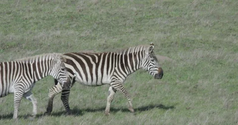 Zebras Grazing in Valley Video stock 192409504