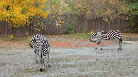 Zebras Grazing In Zoo Video stock 48706296