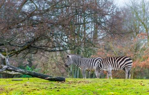 Zebras on the green grass Stock Photos