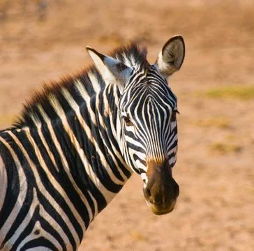 Zebra's head Stock Photos