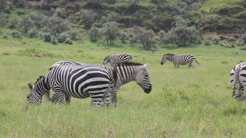 Zebras in the Hell's Gate National Park 스톡 동영상 336754622