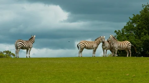 Zebras herd on horizon Stock Footage 114424331